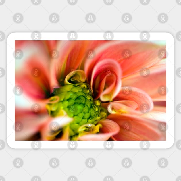 Orange and pink flower Sticker by JeanKellyPhoto